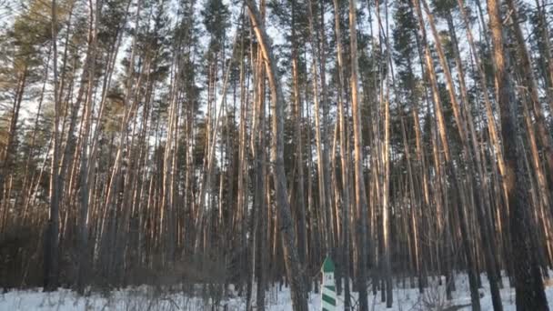 冬天的松林 — 图库视频影像