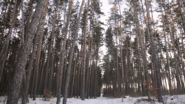 Взимку соснового лісу — стокове відео