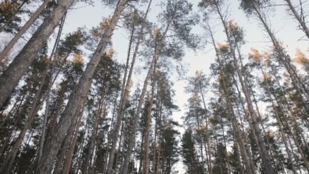 Zimowy las sosnowy — Wideo stockowe