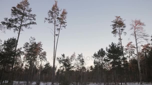 Invierno bosque de pino — Vídeo de stock