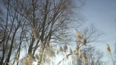 Dalları ile sayesinde kış güneş parlamayı bırakır