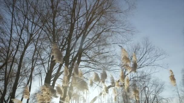 Der Glanz der Wintersonne durch die Zweige mit Blättern — Stockvideo