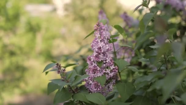 Branche lilas balançant dans le vent — Video