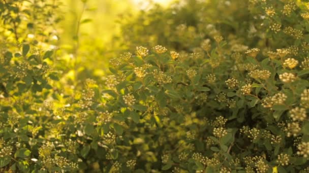 Flauschiger grüner Strauch auf der Sonnenseite — Stockvideo