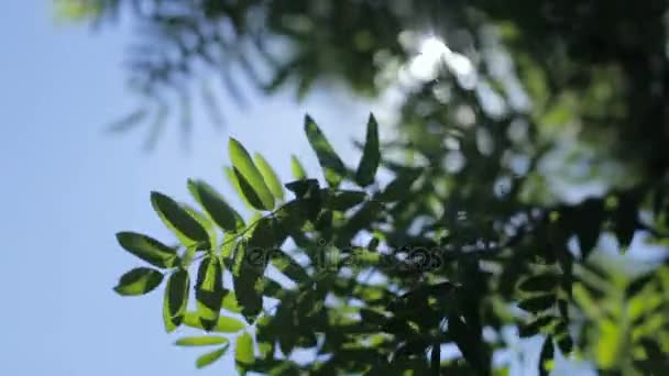 나무의 경 엽을 통해 태양의 광선 — 비디오
