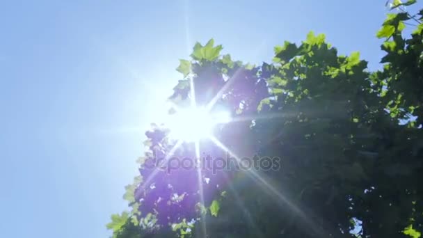 Riverbero solare attraverso le foglie degli alberi — Video Stock