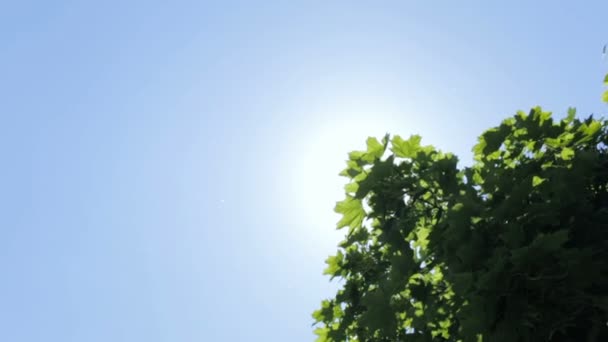Sluneční záře skrze listy stromů — Stock video
