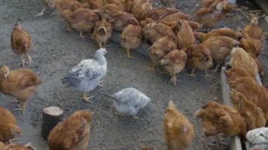 Çiftlikteki tavuklar