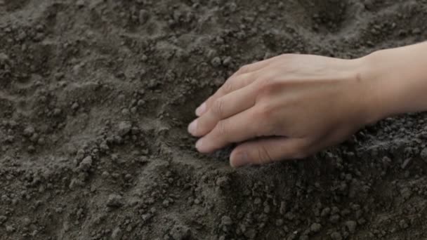 Ο γεωργός θάψει τα φασόλια στο έδαφος — Αρχείο Βίντεο