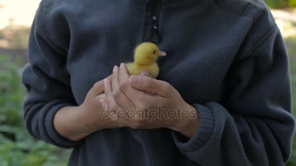 Pato amarelo em mãos femininas — Vídeo de Stock