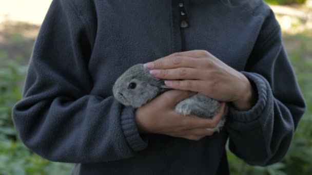一个女孩手中的灰色毛茸茸的兔子 — 图库视频影像