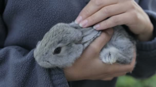 Grijze fluffy konijn in de handen van een meisje — Stockvideo