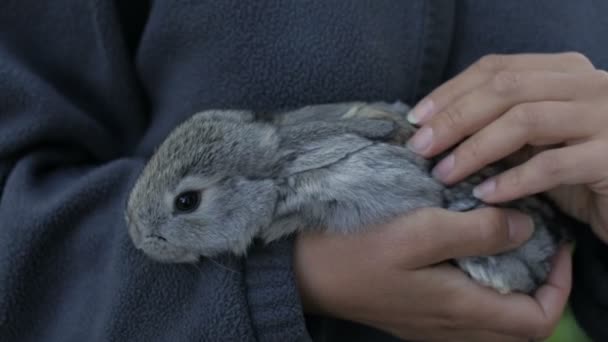 Grå fluffig kanin i händerna på en flicka — Stockvideo