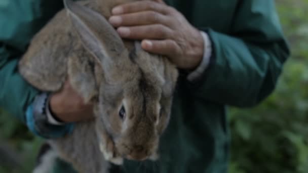 Een man houdt een grijze konijn — Stockvideo