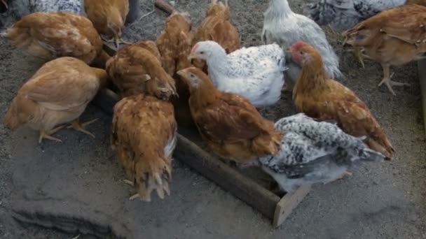 Pollos en la granja — Vídeos de Stock