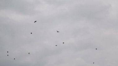 Kargalar gri gökyüzünde bir sürü