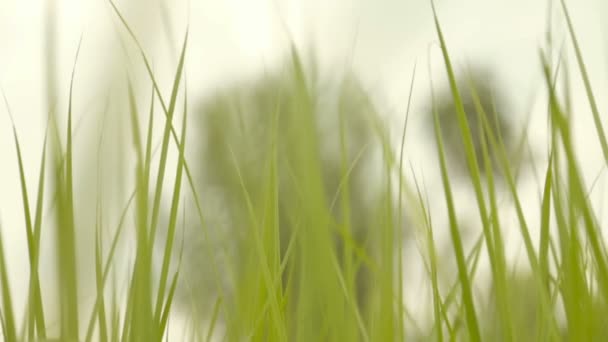 Свежая зеленая трава, крупным планом — стоковое видео