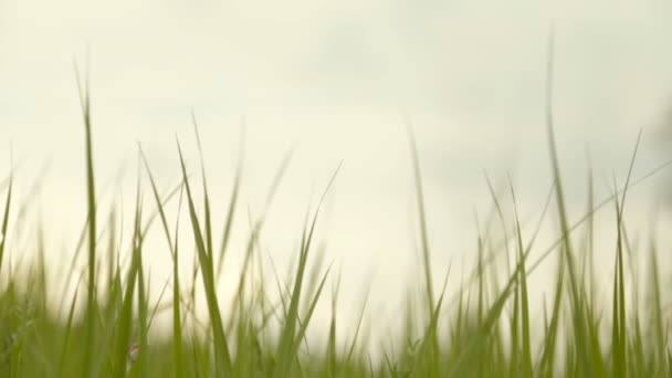 Herbe verte fraîche, gros plan 