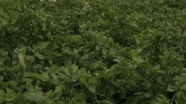 Yeşil patates bushesu, tam hd video