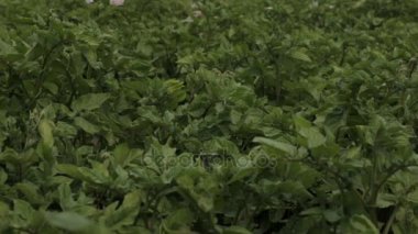 Yeşil patates bushesu, tam hd video
