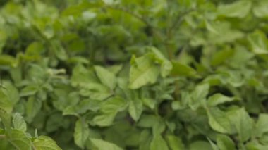 Yeşil patates bushesu, tam hd video