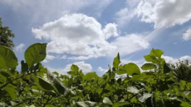 Yeşil patates bushesu, tam hd video