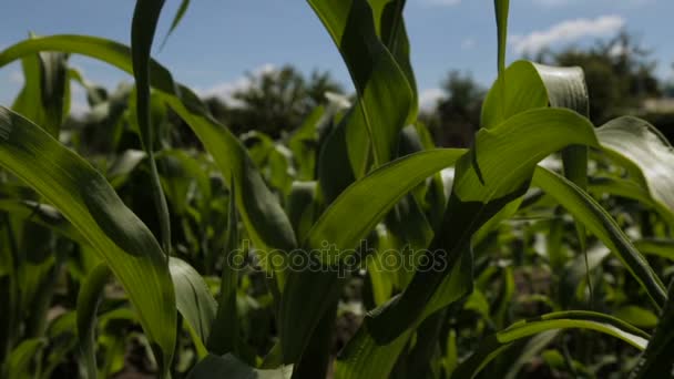 Cornfield, volledige hd-video — Stockvideo