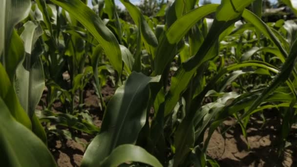 Cornfield, full hd vídeo — Vídeo de Stock