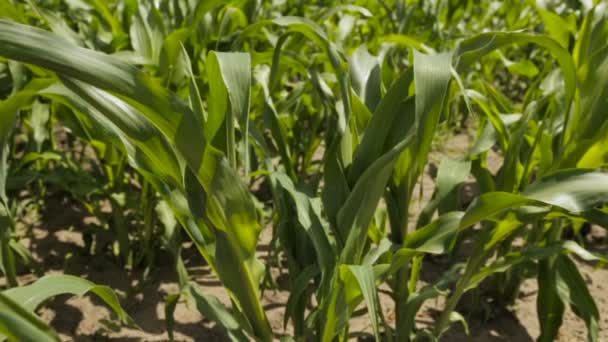 Cornfield, full hd vídeo — Vídeo de Stock