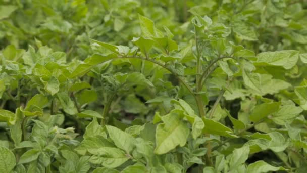 Verde batata bushesu, full hd vídeo — Vídeo de Stock