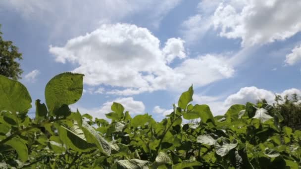 Verde batata bushesu, full hd vídeo — Vídeo de Stock