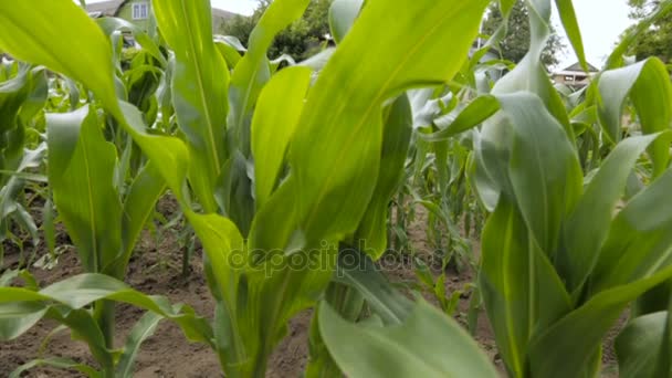 Cornfield, full hd vídeo — Vídeo de Stock