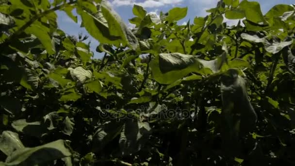 Groene aardappel bushesu, volledige hd-video — Stockvideo