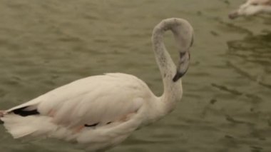 Gölde tüyleri beyaz flamingo temizler