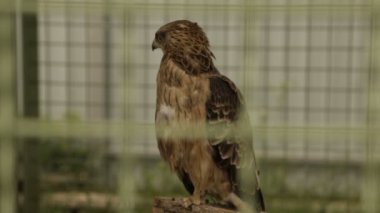 Bir yırtıcı kuş kafeste bir hawk 's