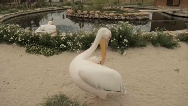 Branco pelicano senta-se perto da piscina — Vídeo de Stock