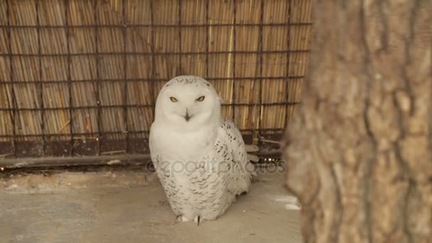 Búho blanco en una jaula — Vídeos de Stock