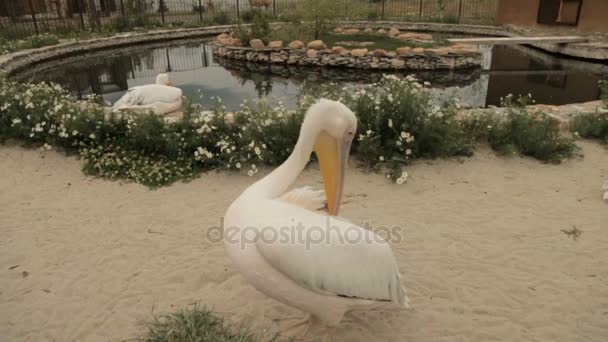 Pelícano blanco se sienta cerca de la piscina — Vídeos de Stock