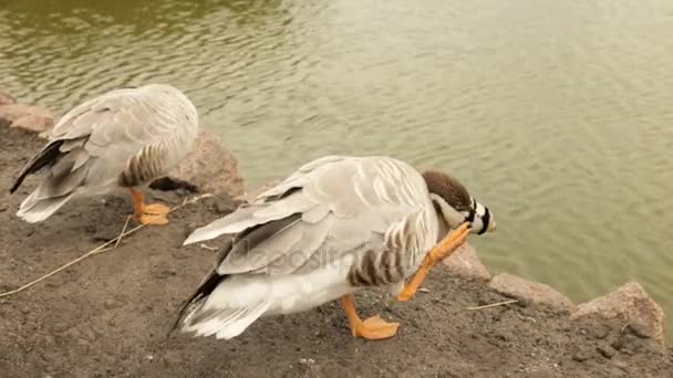 Pato decorativo limpa penas na margem do lago — Vídeo de Stock