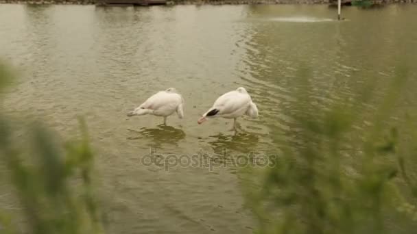 Bílý plameňák čistí peří na jezeře — Stock video