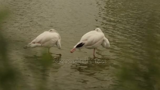 Λευκό flamingo καθαρίζει φτερά στη λίμνη — Αρχείο Βίντεο