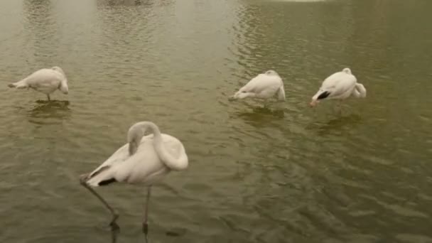 Flamingo branco limpa penas no lago — Vídeo de Stock