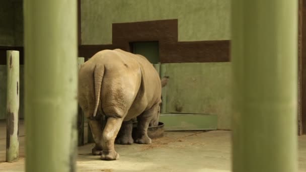 Rhinocéros prend des aliments — Video