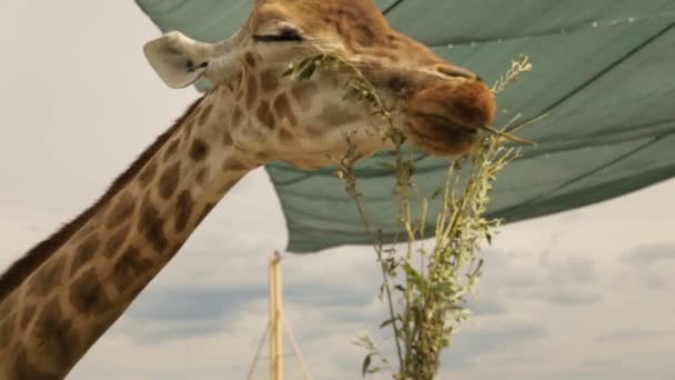 La cabeza de la jirafa de cerca, full hd video — Vídeo de stock