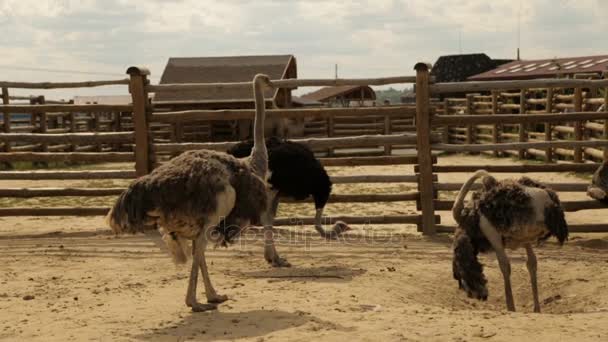 Struisvogels achter het hek lopen. Struisvogel boerderij — Stockvideo
