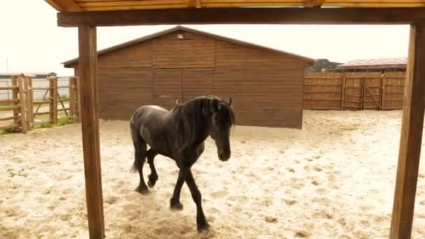 Caballo negro en el rancho — Vídeo de stock