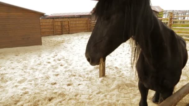 Černý kůň na ranči — Stock video