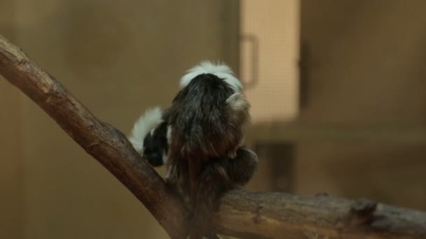 Opičí tamarin Oidipus — Stock video