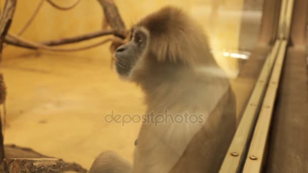 Грустная обезьяна в зоопарке — стоковое видео