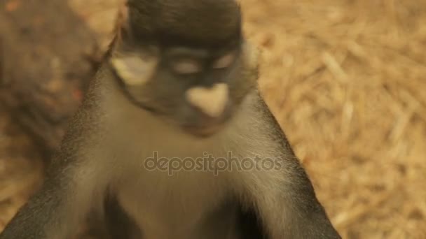 Big white-nosed monkey — Stock Video